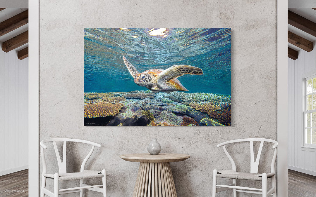 Turtle wall Art - Great Barrier Reef - Green Sea Turtle print - Honu ...