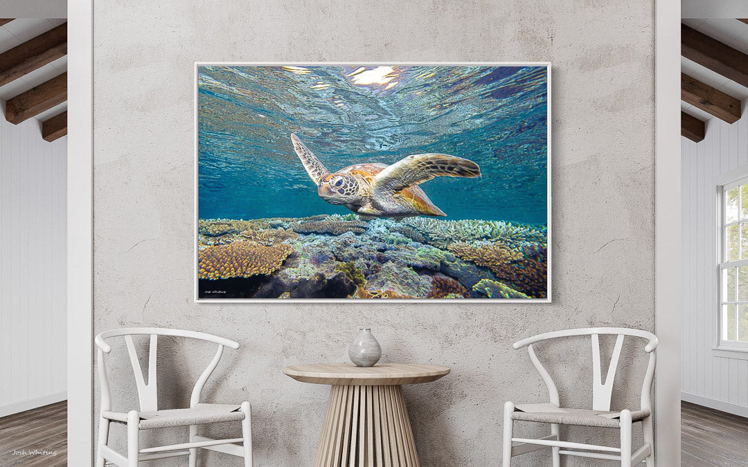 Turtle wall Art - Great Barrier Reef - Green Sea Turtle print - Honu ...